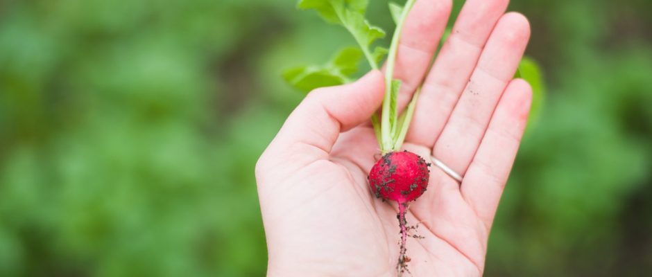 curso-manipulacion-de-alimentos